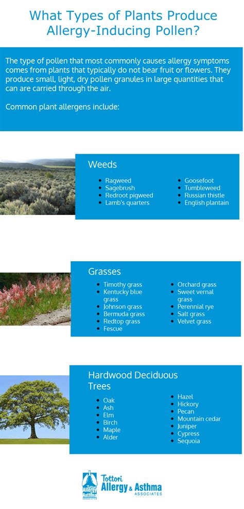 Do Elm Trees Cause Allergies