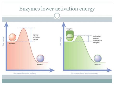Unlocking Nature's Secret: How Enzymes Reduce Activation Energy