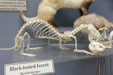 Do Ferrets Have Bones