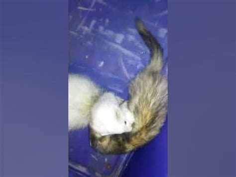 Do Ferrets Kill Mice