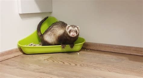 Do Ferrets Litter Box