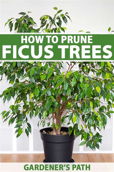 Do Ficus Trees Clean The Air