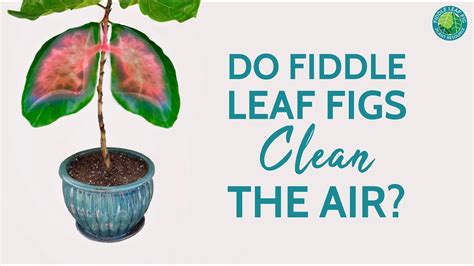 Do Fiddle Leaf Fig Trees Clean The Air