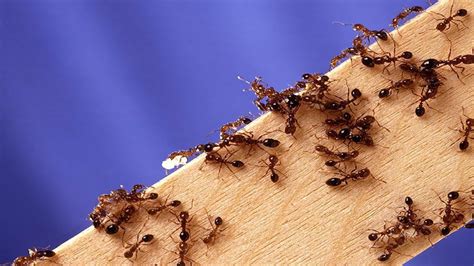 do fire ants come indoors