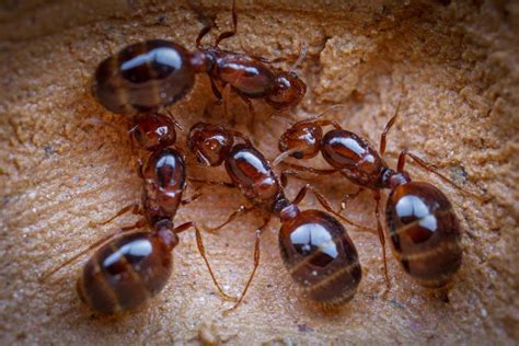 do fire ants have multiple queens