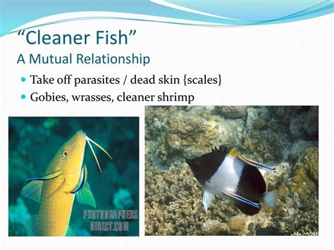 Do Fish Clean Themselves