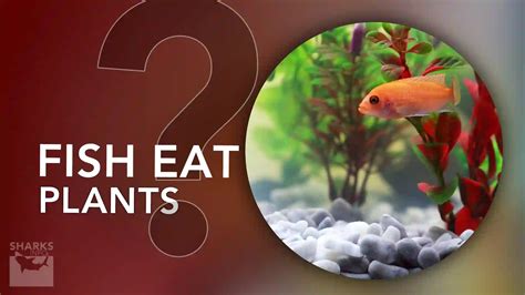 Do Fish Eat Plants