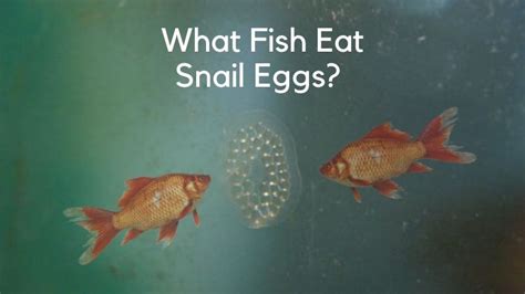do fish eat snail eggs
