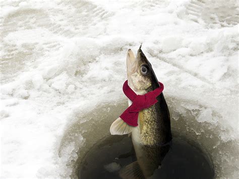 do fish get cold
