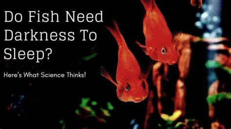 Do Fish Need Dark