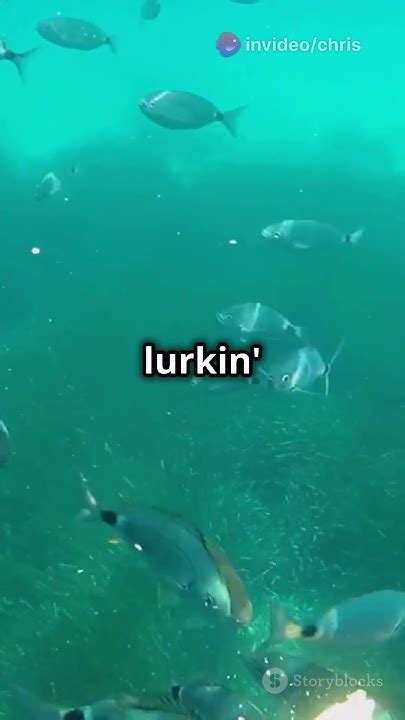 Why Do Fish Queue And How It Works