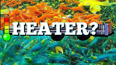 Do Fish Tanks Need Heaters