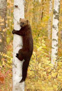 Do Fisher Cats Scratch Trees
