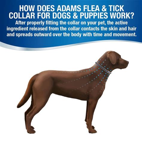 Do Flea Collars For Dogs Work
