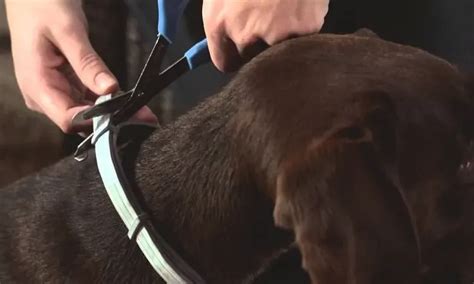 Do Flea Collars Work On Spiders