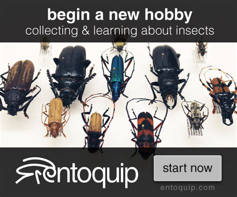 Do Fleas Get In Clothes