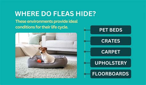 Do Fleas Hide