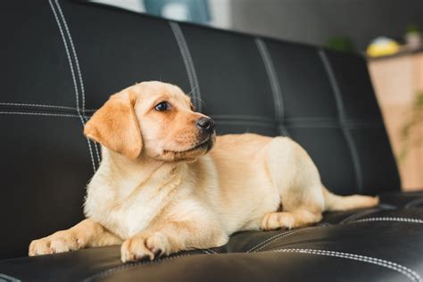 Do Fleas Like Leather