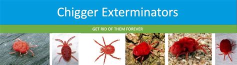 Do Foggers Kill Chiggers