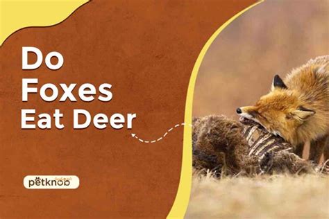 Do Foxes Kill Deer