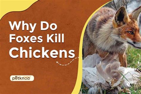 Do Foxes Kill Multiple Chickens