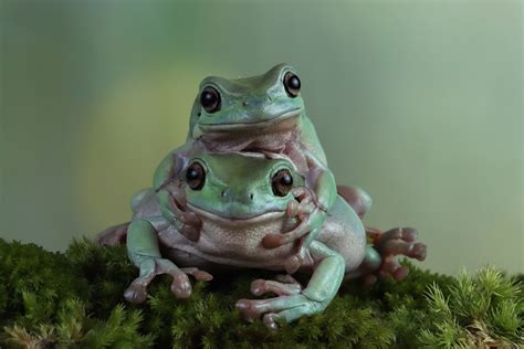 Do Frogs Fall In Love