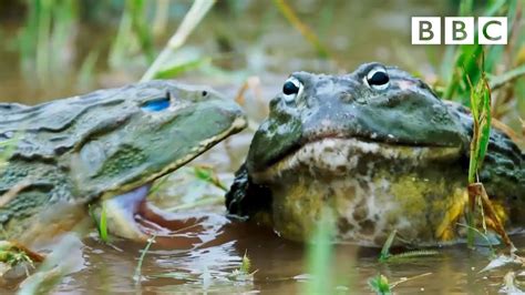 Do Frogs Kill Other Frogs