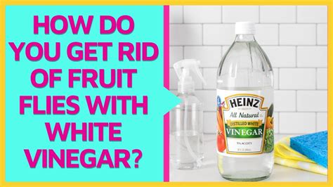 Do Fruit Flies Hate Vinegar
