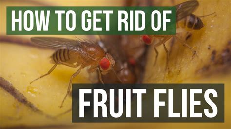 Do Fruit Flies Help Plants