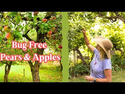 Do Fruit Trees Attract Bugs