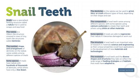 Do Garden Snails Have Teeth