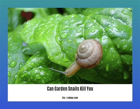 Do Garden Snails Kill You