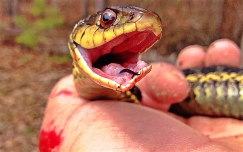 Do Garter Snakes Bite