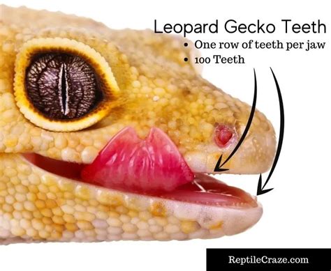 do geckos have sharp teeth