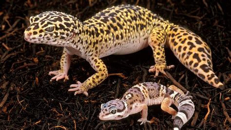 Do Leopard Geckos Make Good Pets? YouTube