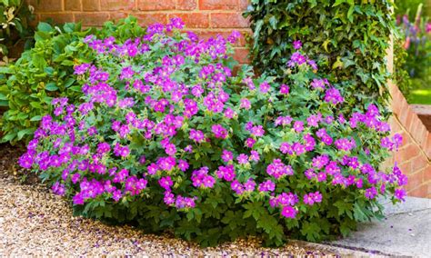 Do Geranium Plants Come Back Every Year