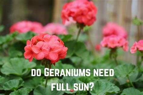 do geraniums need full sun or shade