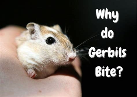 Discover 10 Insights do gerbils bite their true nature revealed