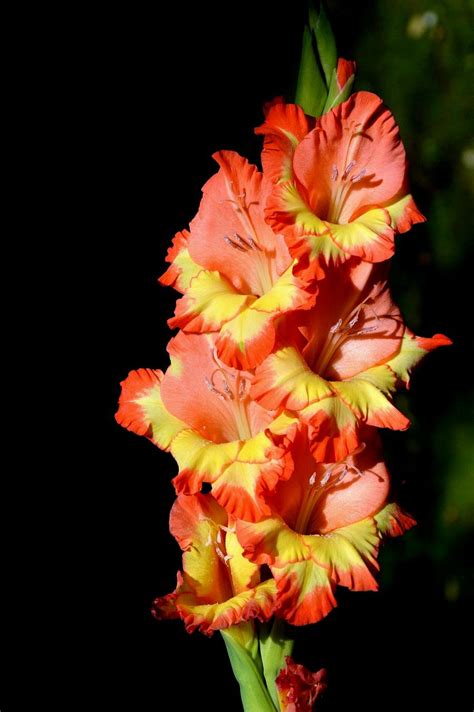 Do Gladiolus Multiply