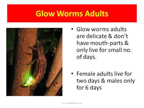 Do Glow Worms Bite