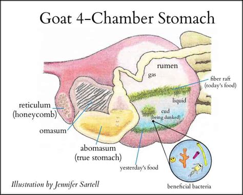 do goats have 4 stomach chambers
