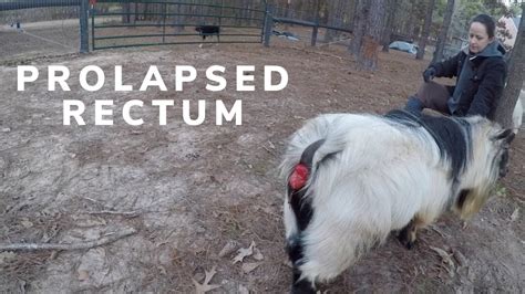 do goats have a rectum