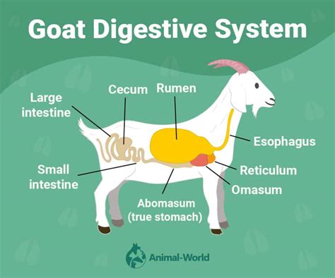 do goats have multiple stomachs