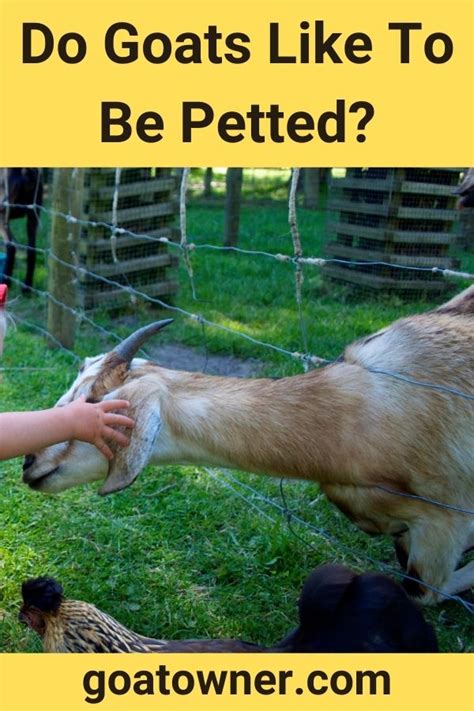 do goats like to be petted