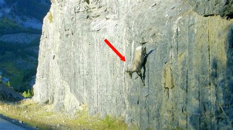 Do Goats Really Climb Cliffs