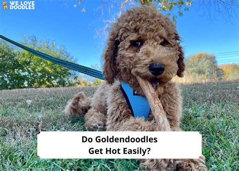 Do Goldendoodles Get Hot Easily