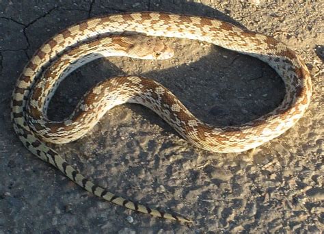 Do Gopher Snakes Climb Trees