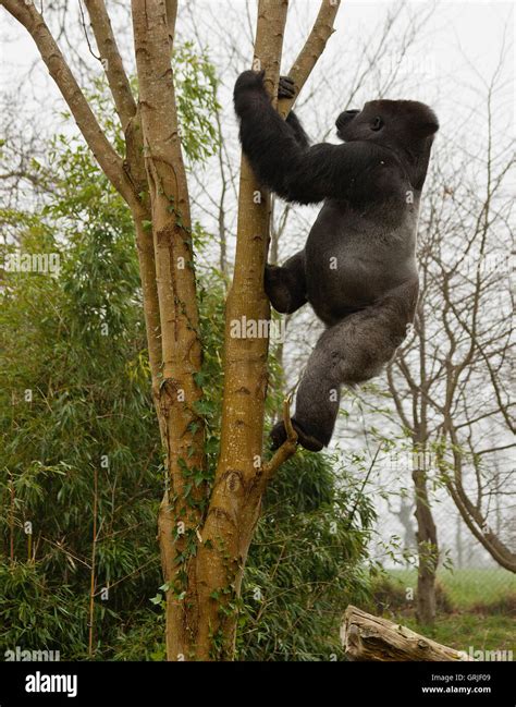 do gorillas climb