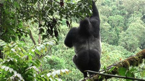 do gorillas swing in trees
