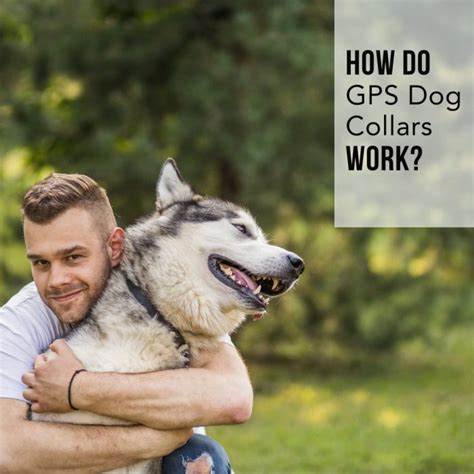 do gps collars work